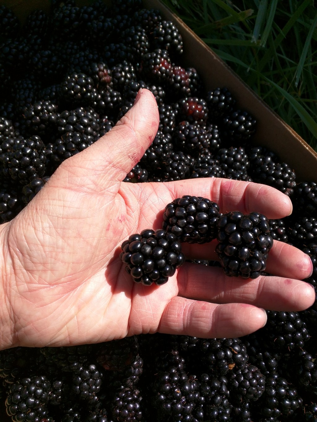 I mean, they are my&nbsp;favorite.